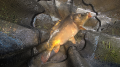 Karp
