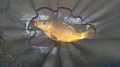 Karp