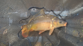 Karp