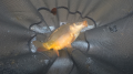 Karp