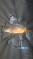 Karp