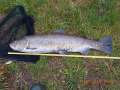 Troć 78 cm / 4,7 kg