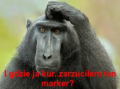 malpanarybach4