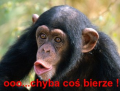 malpanarybach8