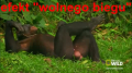 malpanarybach12