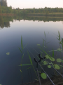 Niedamowo 1
