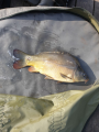 Karp Straszyn