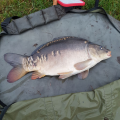 Karp 1 bator