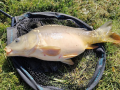 Karp