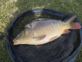 Karp 1