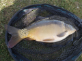 Karp 2