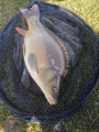 Karp 3