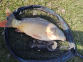 Karp 4