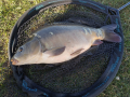 Karp 5