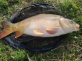 Karp