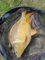 Karp Gold