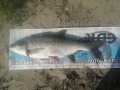 Boleń 74 cm :)