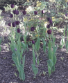 Czarne tulipany 