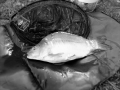 Karpik