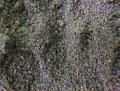 Sonubaits chocolate orange - 37