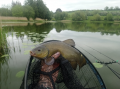 Irl Tench
