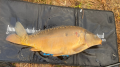Karp - listopad