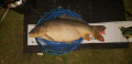Karp *,1 kg PZW - 2