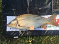 Karp 5,2 kg