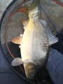 Karp