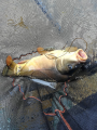 Karp 1
