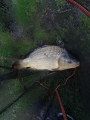 Karpik 2