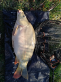 Karp