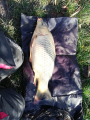 Karp 1