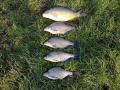 Karp 50 cm + Leszcze 40 cm