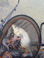 Karp 2020-10-11