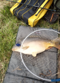 Karp 2