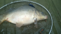 Karp