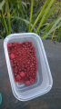 Pellet morwa