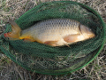 Karp