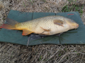 Karp