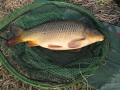 Karp