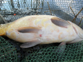 Karpik