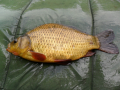 Złotek