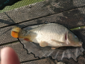 Karp 1