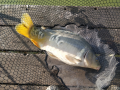 Karp 2