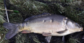 Karp 47 CM 2.100 KG   