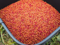 Stiki Method Pellets