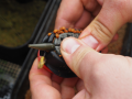Stiki Method Pellets