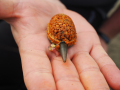 Stiki Method Pellets