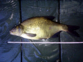 Leszcz 53 cm 1.60 kg